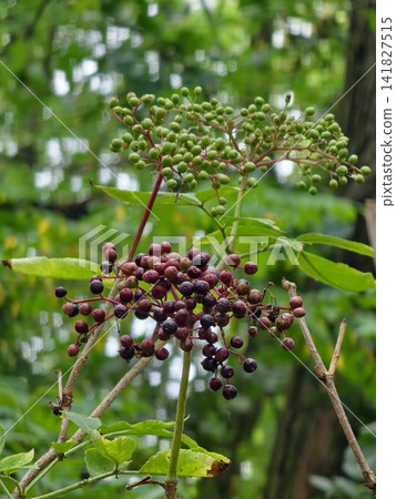 Black Elderberries at Different Stages of Summer Ripening Black Elderberries at Different Stages of Summer Ripening 141827515