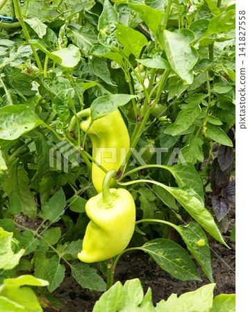 Two Sweet Peppers Growing in a Mixed Summer Vegetable Garden 141827558