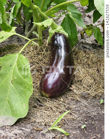 Glossy Purple Eggplant Growing in a Mulched Vegetable Garden Glossy Purple Eggplant Growing in a Mulched Vegetable Garden 141827559