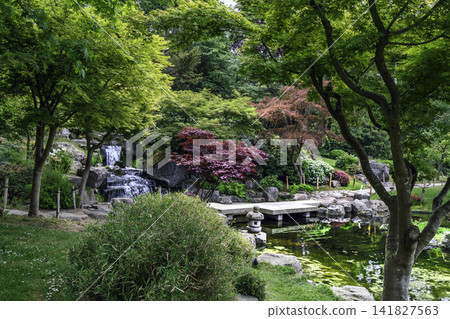 Japanese garden Kyotto garden at Holland park in Londdon- amazing May - cascade of waterfalls Japanese garden Kyotto garden at Holland park in Londdon- amazing May - cascade of waterfalls 141827563