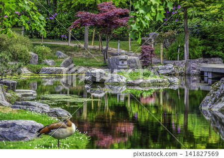 Japanese  garden  Kyoto garden at Holland park  in London- amazing May -Egyptian duck 141827569