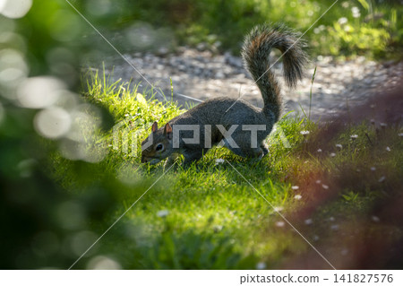 Japanese  garden  Kyoto garden at Holland park  in London- amazing May - squirrelin sunbeams 141827576