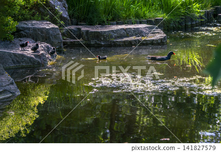 Japanese garden Kyoto garden at Holland park in Londdon- amazing May - moorhen and 4 ducklings Japanese garden Kyoto garden at Holland park in Londdon- amazing May - moorhen and 4 ducklings 141827579