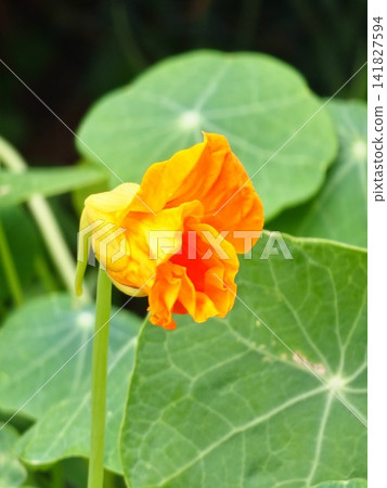 Partly Closed Nasturtium Flower Showing Long Nectar Spur Partly Closed Nasturtium Flower Showing Long Nectar Spur 141827594
