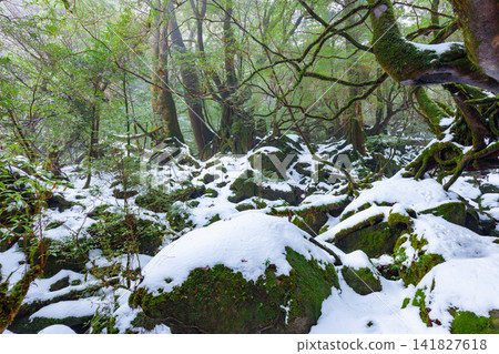 Yakushima Shiratani Unsuikyo Gorge: Mossy Forest (Winter) Yakushima Shiratani Unsuikyo Gorge: Mossy Forest (Winter) 141827618