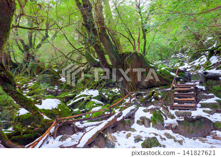 Yakushima Shiratani Unsuikyo Gorge: Mossy Forest (Winter) Yakushima Shiratani Unsuikyo Gorge: Mossy Forest (Winter) 141827621