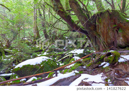 Yakushima Shiratani Unsuikyo Gorge: Mossy Forest (Winter) Yakushima Shiratani Unsuikyo Gorge: Mossy Forest (Winter) 141827622