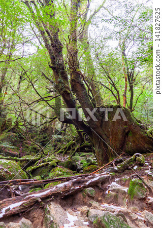 屋久島白谷雲水峽:苔蘚森林(冬季) 屋久島白谷雲水峽:苔蘚森林(冬季) 141827625