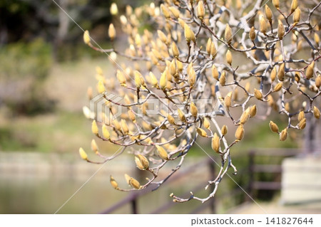 Fresh and vibrant, branches full of white magnolia buds. Fresh and vibrant, branches full of white magnolia buds. 141827644