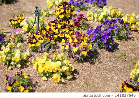 A bright spring flowerbed with viola flowers. A bright spring flowerbed with viola flowers. 141827646