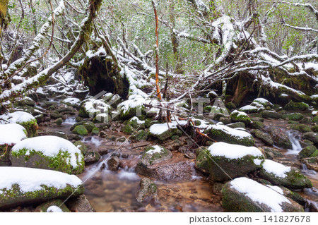 Yakushima Shiratani Unsuikyo Gorge: A stream with beautiful moss (winter) Yakushima Shiratani Unsuikyo Gorge: A stream with beautiful moss (winter) 141827678