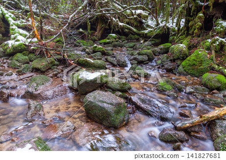 Yakushima Shiratani Unsuikyo Gorge: A stream with beautiful moss (winter) 141827681