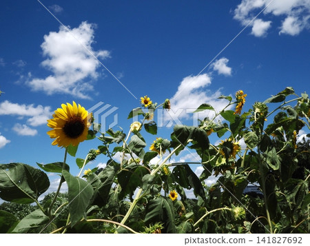 A midsummer stroll; white clouds floating in the summer sky and sunflowers; a sunflower field. A midsummer stroll; white clouds floating in the summer sky and sunflowers; a sunflower field. 141827692