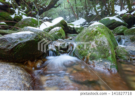 Yakushima Shiratani Unsuikyo Gorge: A Valley Where Gods Reside (Winter) Yakushima Shiratani Unsuikyo Gorge: A Valley Where Gods Reside (Winter) 141827718