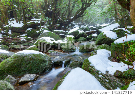 Yakushima Shiratani Unsuikyo Gorge: A Valley Where Gods Reside (Winter) Yakushima Shiratani Unsuikyo Gorge: A Valley Where Gods Reside (Winter) 141827719