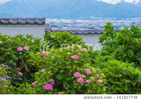 [寶泉寺] 迷人的繡球花 [松本市內田] 141827736