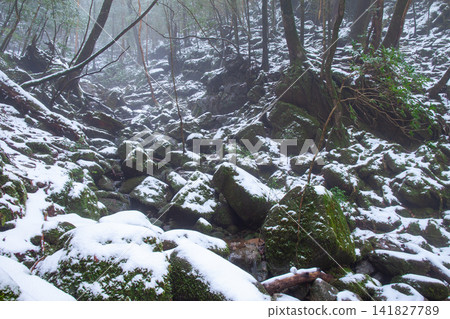 屋久島白谷雲水峽 神所居住的森林(冬季) 屋久島白谷雲水峽 神所居住的森林(冬季) 141827789