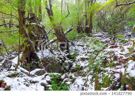 屋久島白谷雲水峽 神所居住的森林(冬季) 屋久島白谷雲水峽 神所居住的森林(冬季) 141827790