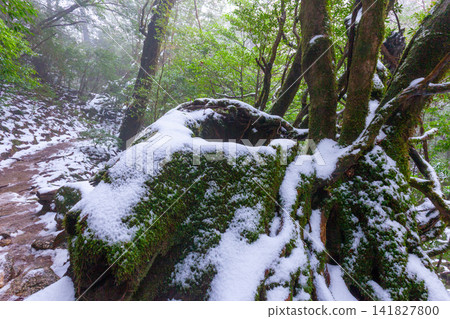 Yakushima Shiratani Unsuikyo Forest where Gods Dwell (Winter) Yakushima Shiratani Unsuikyo Forest where Gods Dwell (Winter) 141827800