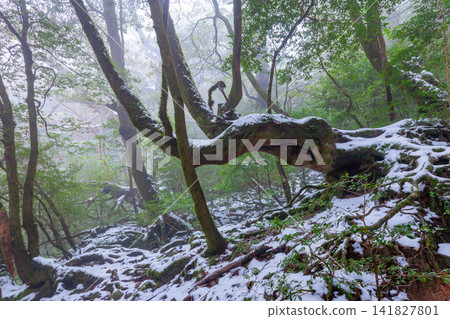 Yakushima Shiratani Unsuikyo Forest where Gods Dwell (Winter) Yakushima Shiratani Unsuikyo Forest where Gods Dwell (Winter) 141827801