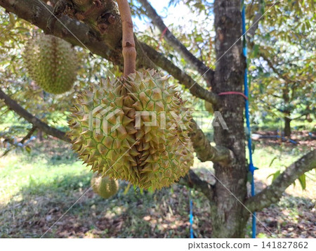 Pair of ripe durian fruits hanging on tree in organic orchard. Pair of ripe durian fruits hanging on tree in organic orchard. 141827862