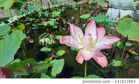 Pink lotus flower blooming in calm pond with green leaves. Pink lotus flower blooming in calm pond with green leaves. 141827863