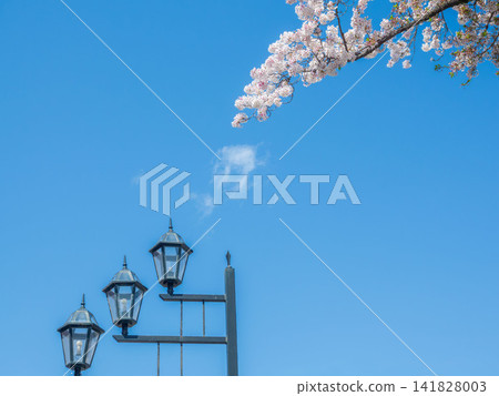 Sakura that shines in the blue sky 141828003