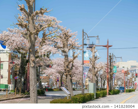 A road lined with cherry blossoms in full bloom in spring. A road lined with cherry blossoms in full bloom in spring. 141828004