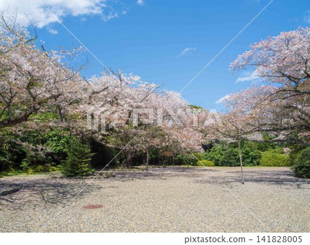 Scenery with cherry blossoms Scenery with cherry blossoms 141828005