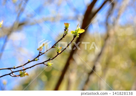 早春時節,榅桲樹的嫩葉 早春時節,榅桲樹的嫩葉 141828138