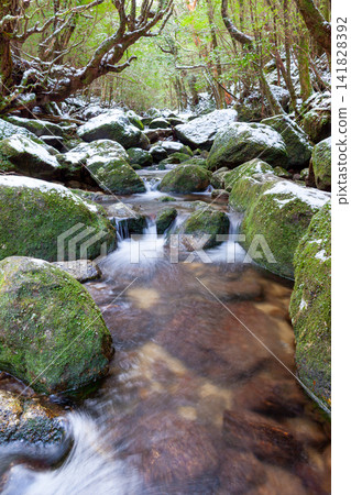 Yakushima Shiratani Unsuikyo Gorge: A Valley Where Gods Reside (Winter) Yakushima Shiratani Unsuikyo Gorge: A Valley Where Gods Reside (Winter) 141828392