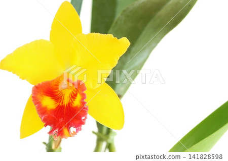 Cattleya orchid, yellow with red lips, against a bright background. Cattleya orchid, yellow with red lips, against a bright background. 141828598