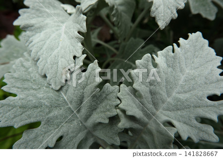 Shirota leaf leaf Shirota leaf leaf 141828667