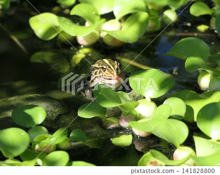 The lord frog opens its mouth and begins to cry. The lord frog opens its mouth and begins to cry. 141828800