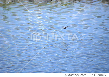 背景圖片展現了飛翔的野生鳥類、倒映在水面上的風景以及風吹起的漣漪。 背景圖片展現了飛翔的野生鳥類、倒映在水面上的風景以及風吹起的漣漪。 141828807