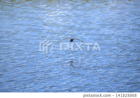 背景圖片展現了飛翔的野生鳥類、倒映在水面上的風景以及風吹起的漣漪。 背景圖片展現了飛翔的野生鳥類、倒映在水面上的風景以及風吹起的漣漪。 141828808