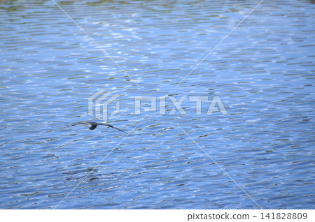背景圖片展現了飛翔的野生鳥類、倒映在水面上的風景以及風吹起的漣漪。 背景圖片展現了飛翔的野生鳥類、倒映在水面上的風景以及風吹起的漣漪。 141828809