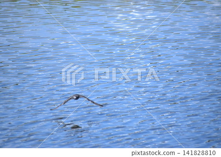 背景圖片展現了飛翔的野生鳥類、倒映在水面上的風景以及風吹起的漣漪。 背景圖片展現了飛翔的野生鳥類、倒映在水面上的風景以及風吹起的漣漪。 141828810