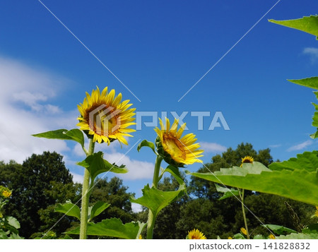 Two yellow sunflowers stand out against the blue summer sky. Two yellow sunflowers stand out against the blue summer sky. 141828832