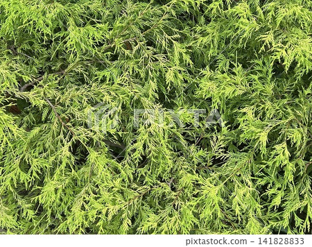 Green leaves of shrubbery Green leaves of shrubbery 141828833