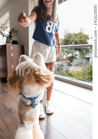 Little fluffy dog jumping up to catch a treat from a young girl Little fluffy dog jumping up to catch a treat from a young girl 141828895
