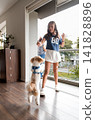 Little fluffy dog jumping up to catch a treat from a young girl 141828896