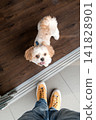 Top view of small shih tzu dog looking up at owner feet 141828901
