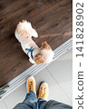 Top view of small shih tzu dog looking up at owner feet 141828902