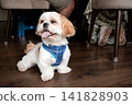 Happy shih tzu dog sitting under table on wooden floor 141828903