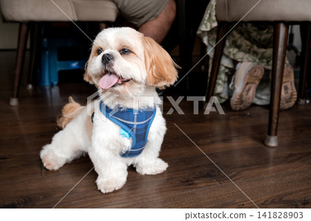 Happy shih tzu dog sitting under table on wooden floor Happy shih tzu dog sitting under table on wooden floor 141828903