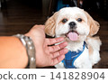 Human hand reaching out to pet a happy smiling shih tzu dog 141828904