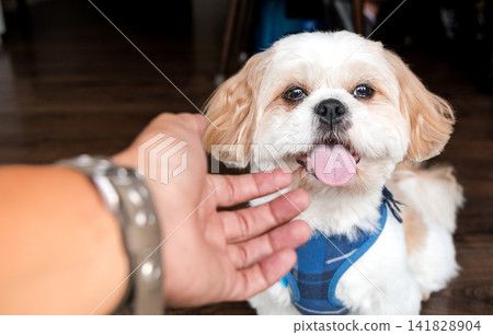 Human hand reaching out to pet a happy smiling shih tzu dog Human hand reaching out to pet a happy smiling shih tzu dog 141828904