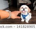Human hand reaching out to pet a happy smiling shih tzu dog 141828905