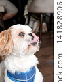 Close up portrait of cute shih tzu dog licking its nose 141828906
